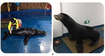 娱乐吃瓜君海狮,揭秘娱乐圈那些不为人知的幕后故事